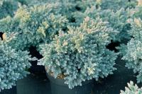 Можжевельник чешуйчатый Блю Стар (Juniperus squamata Blue Star), Pa-80  C25